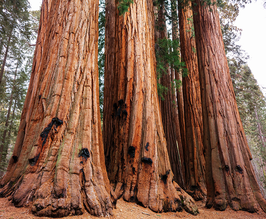 Big sequoia trees